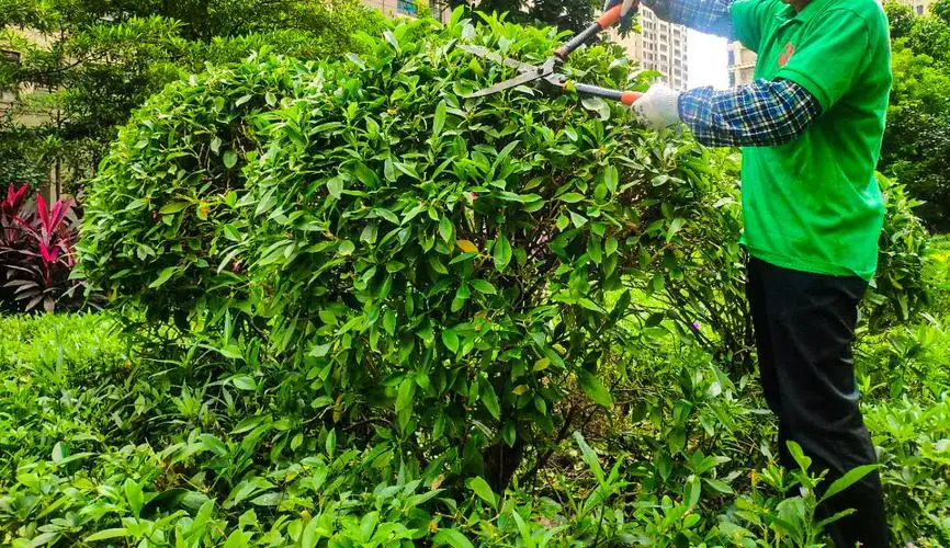 上海磊丰绿化工程中心怎么样