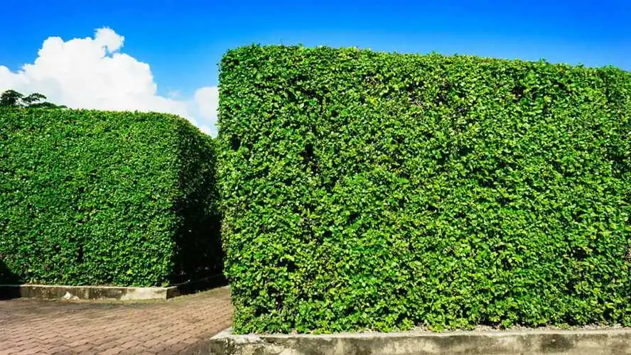 紫花苜蓿种子